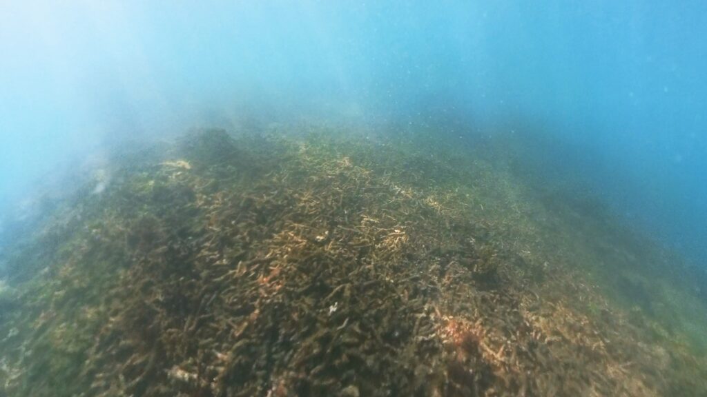 Broken Corals at Hundred Islands